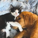 Matilda, Henry, & Daisy - @thelittle_catdog - Instagram