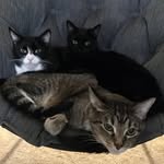 Tommy, Matilda, Henry & 🌈Charlie - @the_3_amigatos - Instagram