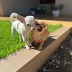 Chihuahuas MM&H - @matilda_mafalda_dr.house - Instagram