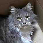 Matilda - @matildamainecoon - Instagram