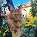 Matilda 😻 - @matilda_maine_coon - Instagram
