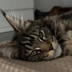 Matilda 🐈‍⬛ - @matilda__mainecoon - Instagram