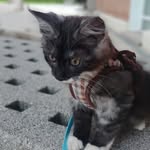 Matilda Maine Coon - @matilda.mainecoon - Instagram