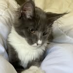 @matilda_mainecoon - Instagram