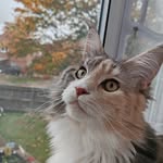 Matilda the main coon & her kittens - @matilda_mainecoon_and_kittens - Instagram