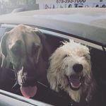 oliver | matilda - @oliver.and.matilda - Instagram