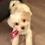 Matilda - Tilly Ramirez - @misstillythemaltipoo - Instagram