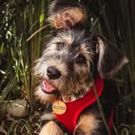 Matilda Ramírez 🐶 - @matildalacriollita - Instagram