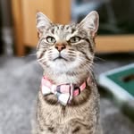Tilly the Tabby 🐾 - @matildatabbycat - Instagram