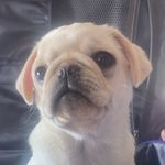 𝑀𝒶𝓉𝒾𝓁𝒹𝒶 - The white pug🫶🏻 - @matildas_magic_moments - Instagram