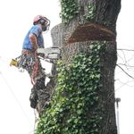 Matt Bayles Professional Tree Care - @mattbaylesprofessionaltreecare - Instagram