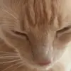 matthewbaylis440 - @matthewbaylis440 - TikTok