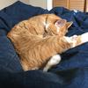 matt.bedard - @matt.bedard44 - TikTok