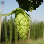 matt_beer_finder - @matt_beer_finder - Instagram