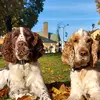 Mattis/Bilbo - @hfsokhund - TikTok