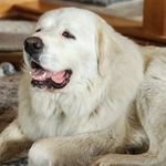 Matt Bledsoe - @mattgumper - Instagram