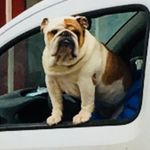 Matt Burrows - @thedogtag - Instagram