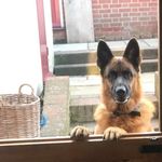Matt Clair - @happy_doggie_days - Instagram