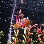 Matthew Clevenger - @matts_aquariums2 - Instagram