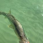 Capt. Matt Cowden - @marinezonefishing_charters - Instagram