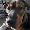 Matt Dodson - @mattdodson0 - TikTok
