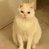 matt Donovan - @matt.donovan4 - TikTok