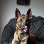 Matt Folsom - @ilovek9training - Instagram