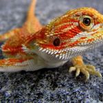 Matt Folsom - @myexoticpets - Instagram