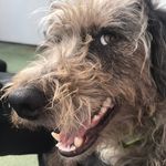Matt Griffiths - @adventures_in_the_dog_house - Instagram