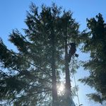 Matt Gunter - @mguntertreeservices - Instagram