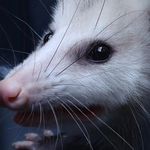 Matt Gunter - @mattsmysticalmenagerie - Instagram