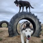 Matt Hagan - @sharkasaurusrex - Instagram