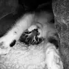 Mathew Hoare - @pushpopcats - TikTok