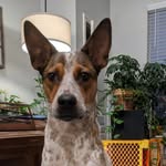 Matt Hoekstra - @mawgwhisperer - Instagram