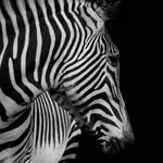 matt lesage - @lesage_nature - Instagram