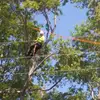 Matt Levan - @treeclimbingsavage - TikTok
