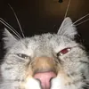 MATTALYNNN - @mattalynnn - TikTok