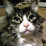Matt Mccarron - @sir_pouncealot - Instagram