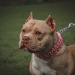 Matt Middleton - @brandedbullys - Instagram