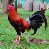 Mat Miranda - @mat.miranda5 - TikTok