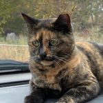 Matt Navarro - @crazycatgary - Instagram