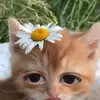 Maah Mattoz - @mattozzz - TikTok