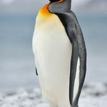 Matt Pennington - @penguintonian - Instagram