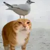 Matthew :D - @matt.pepepecaspicapapas - TikTok