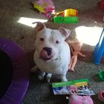 Matt Pettit - @mattpettit85 - Instagram