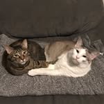 Matt Presley - @mostly_matts_cats - Instagram