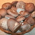 Matt Ratliff - @ready2fruitmushrooms - Instagram