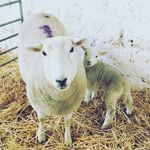 Matthew Rawson - @matt_rawson1908 - Instagram