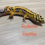 Matt Roderick - @roderickreptiles - Instagram