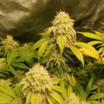 Matt - @mattsgrow2 - Instagram